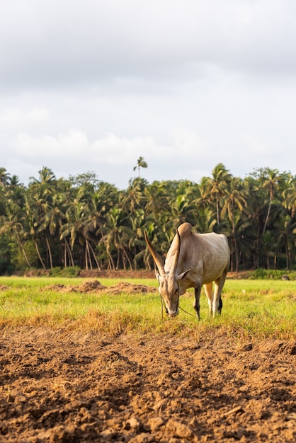 White bovine ox grazing in an agricultural field in Goa, India