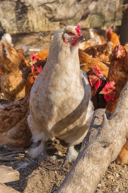 White brahma hen with feathers on the feet in the henhouse