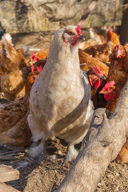 鶏舎の足に羽が付いた白いブラマ鶏