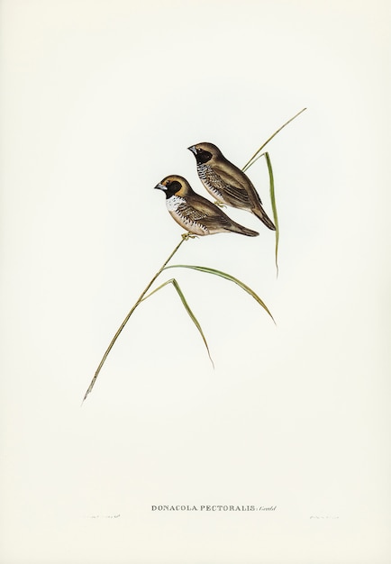 White-breasted Finch (Donacola pectoralis) illustrated by Elizabeth Gould 