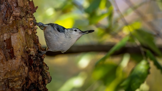 White breasted nuthatch