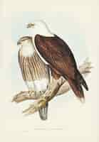 Free photo white-breasted sea eagle (haliaster leucosternus) illustrated by elizabeth gould