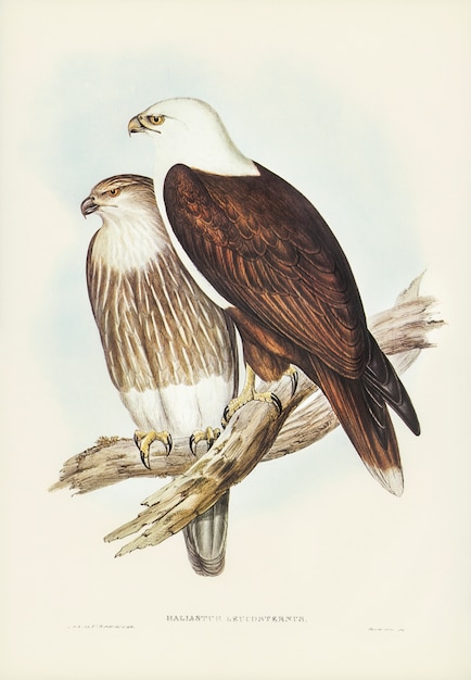 Free Photo white-breasted sea eagle (haliaster leucosternus) illustrated by elizabeth gould 