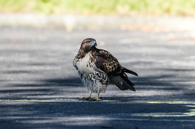 昼間の灰色のコンクリート道路上の白と茶色の鳥