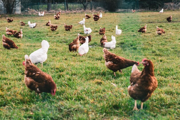 White and brown chickens in the fields during the daytime