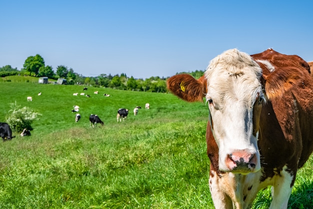 White and brown cow looking straight at the camera with a herd of cows on the pasture in background