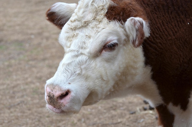 Free photo white and brown heifer dairy cow