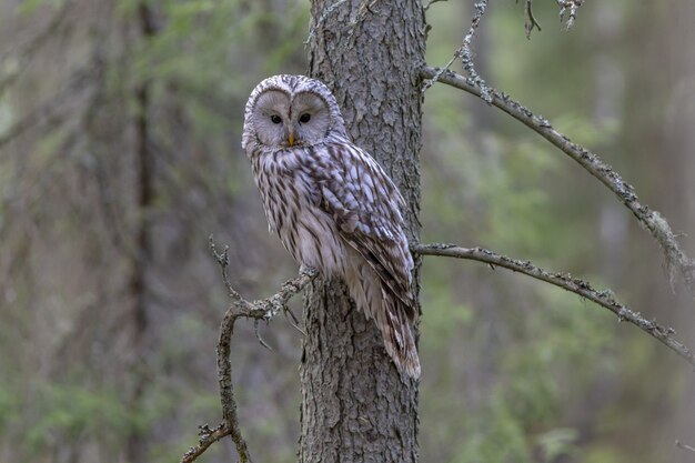 Free photo white and brown owl perched on tree branch