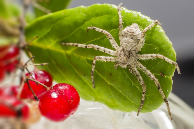 White and brown spider sitting on leaf next to berries