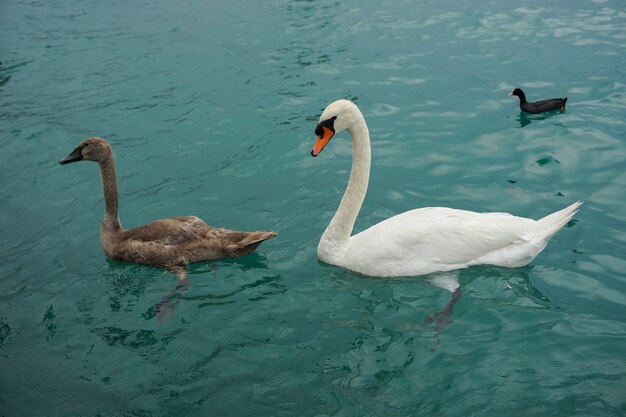 アヒルと一緒に海を泳ぐ白と茶色のツンドラ白鳥