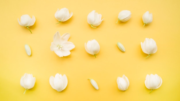 White buds and flowers arranged in row on yellow background