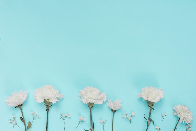 Foto gratuita fiori di garofano bianco sul tavolo blu