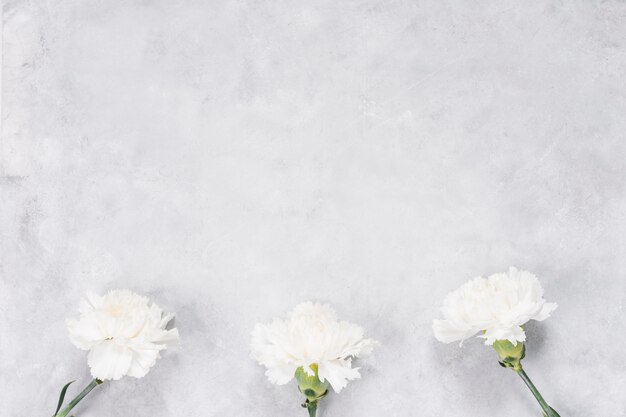White carnation flowers on grey table