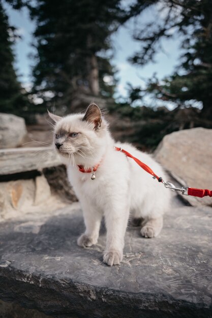 White cat with red leash on gray concrete floor during daytime