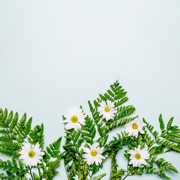 White chamomiles and green leaves on grey surface