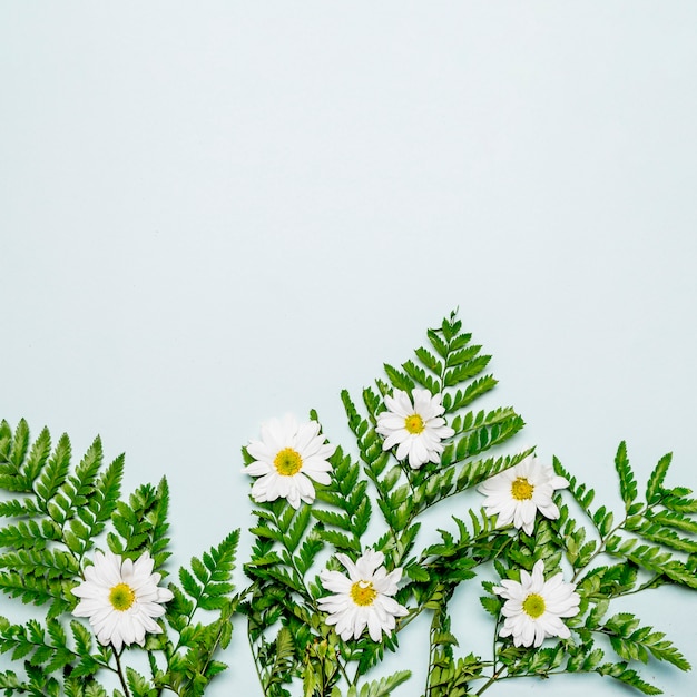 회색 표면에 흰색 카모마일과 녹색 잎