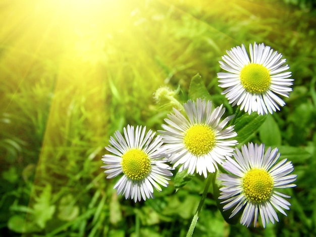 Free photo white chamomiles with green grass