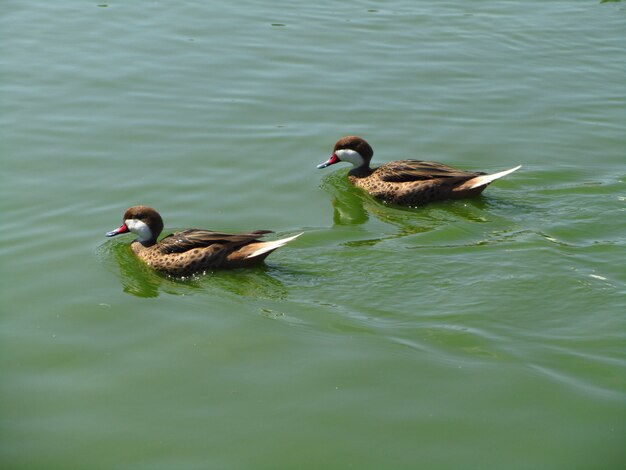 White-cheeked pintail swimming in a lake under the sunlight at daytime