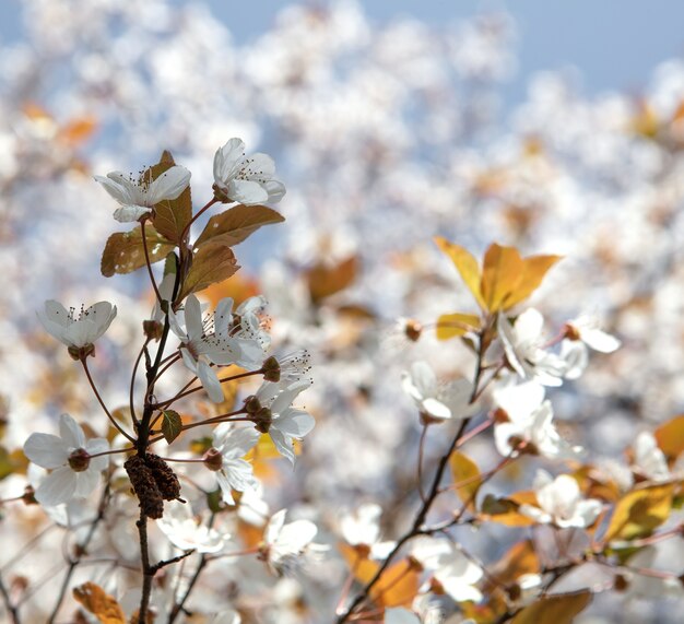 낮에 피는 하얀 벚꽃
