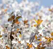 Free photo white cherry blossom in bloom during daytime