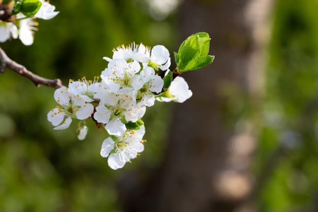 White cherry blossoms with the first green leaves