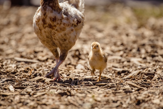 Free photo white chicken on brown soil