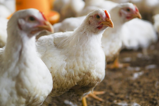 Free photo white chicken in a farm