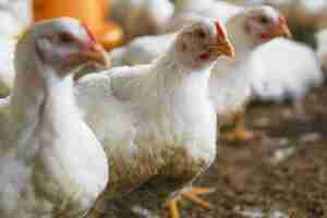 Free photo white chicken in a farm