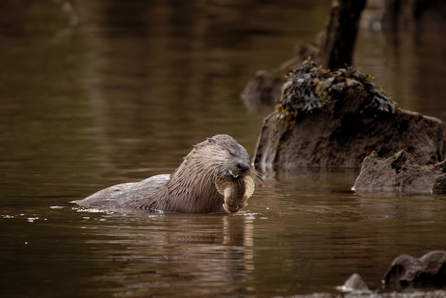 湖で鳥を食べる白いカワウソ