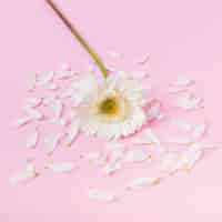 Free photo white chrysanthemum daisy flower with broken petals on pink backdrop