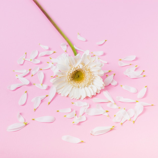 White chrysanthemum daisy flower with broken petals on pink backdrop