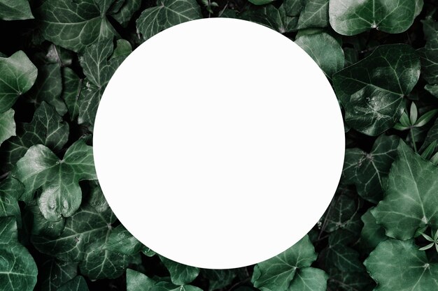 White circular blank frame over the ivy background