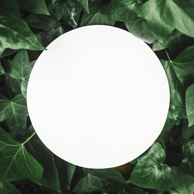 White circular blank frame over the ivy leaves