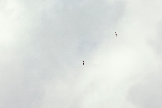 Nuvole bianche con uccelli nel cielo
