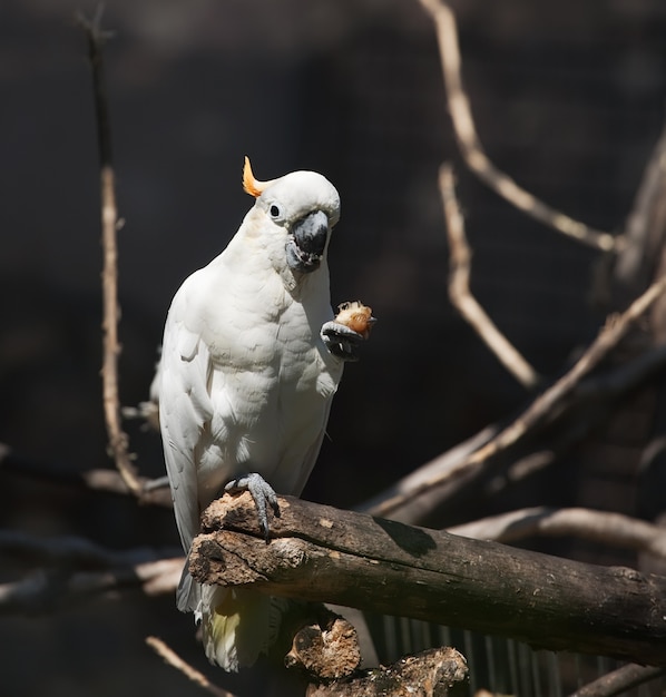 white cockatoo