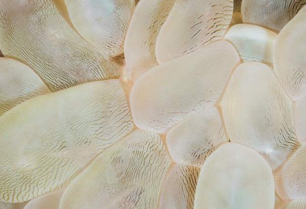 白い​珊瑚​抽象的​な​自然​の​背景