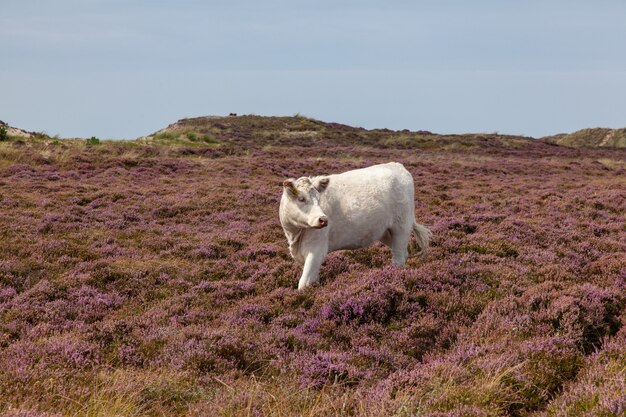 White cow on the moor with blue sky