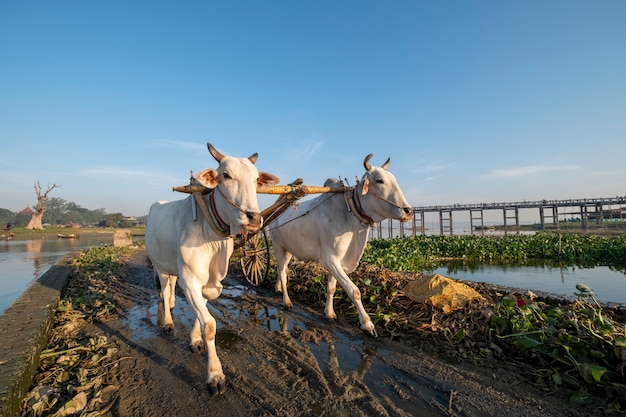 Free photo white cow walk in field