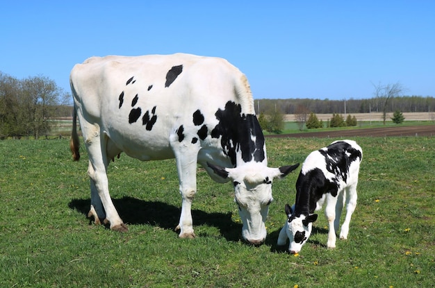 White cow with black spots grazing in green field with her calf