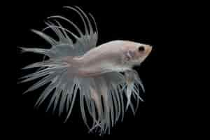 Free photo white crowntail betta fish