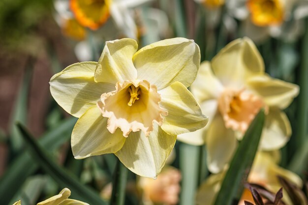 Premium Photo | White daffodil (narcissus) with orange and yellow center