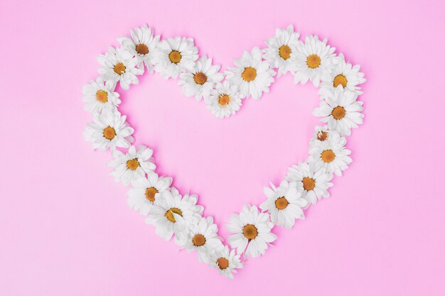 White daisies in arrangement on pink backdrop