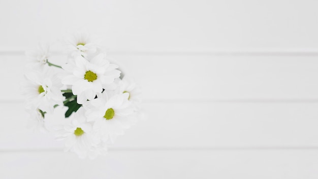 White daisies in closed-up from above