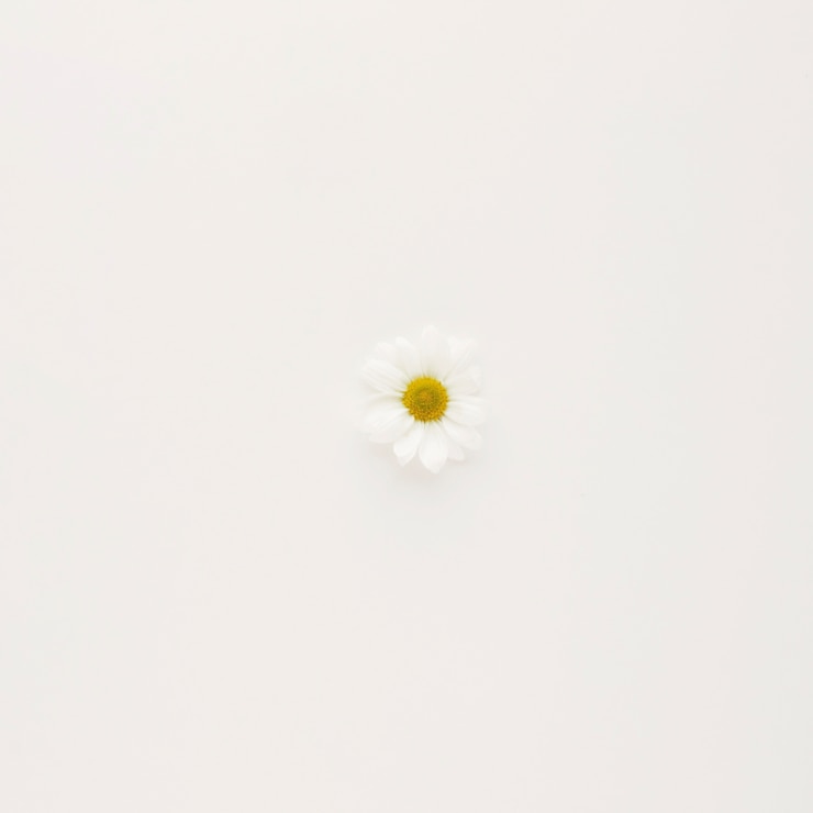 Free Photo white daisy flower bud