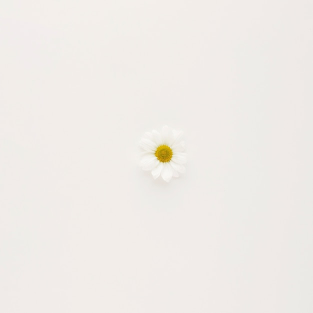 白いデイジーの花のつぼみ