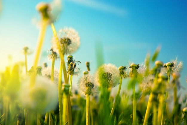 White dandelion