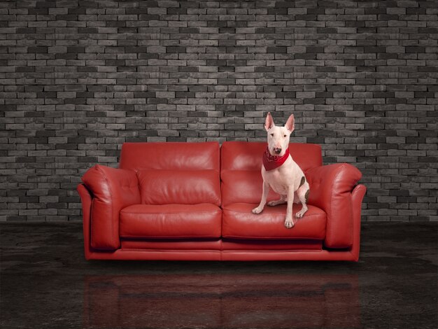 белая собака над кожаный красный диван