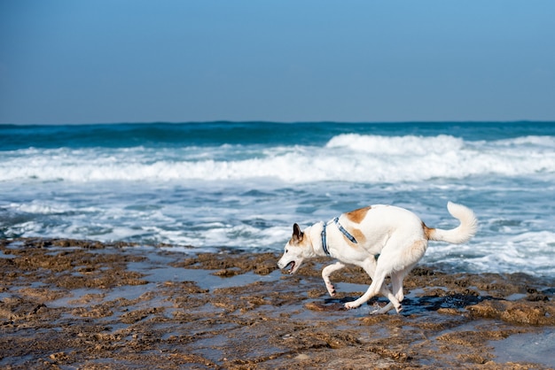 青い空と日光の下で海に囲まれたビーチを走る白い犬