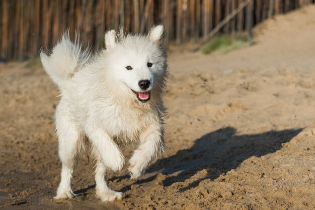 Premium Photo White Dog Samoyed Swims In The Water On The Baltic Sea