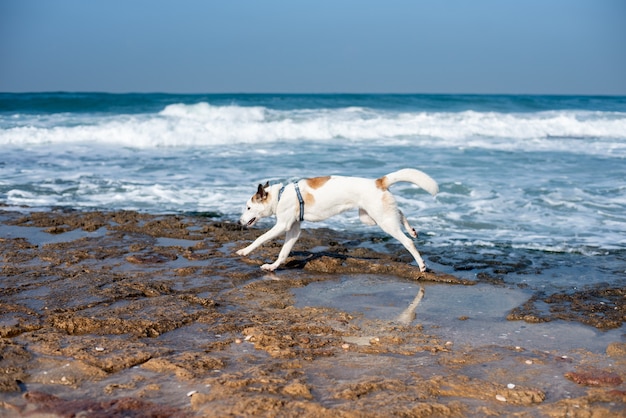 Free photo white dog walking running through the beach surrounded by the sea under sunlight and a blue sky